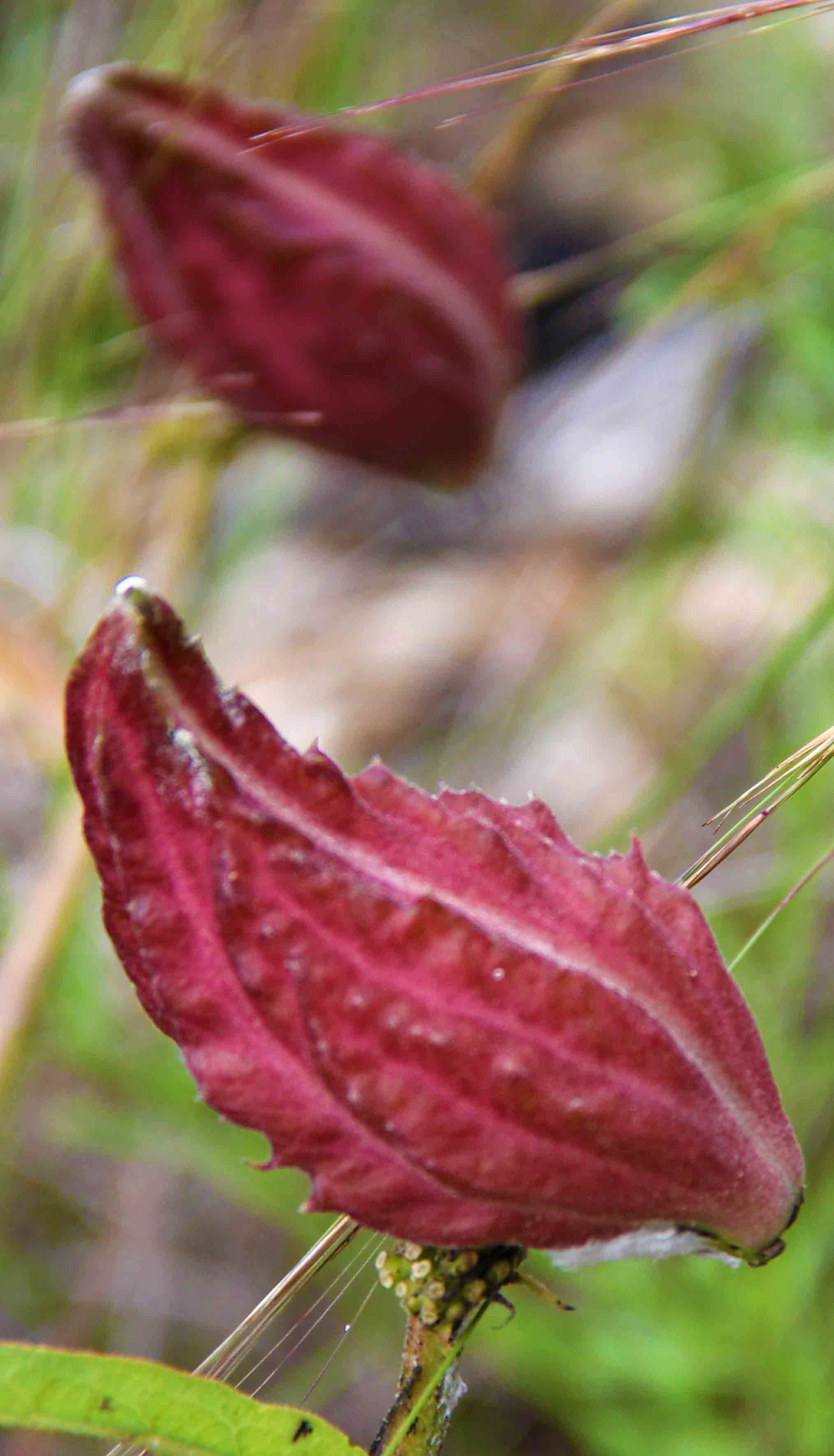 Austin Art Exhibition