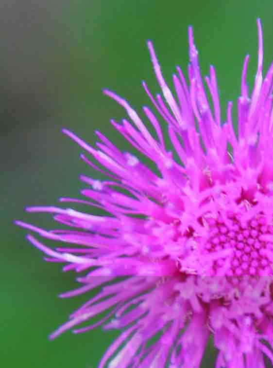 Austin prints for sale