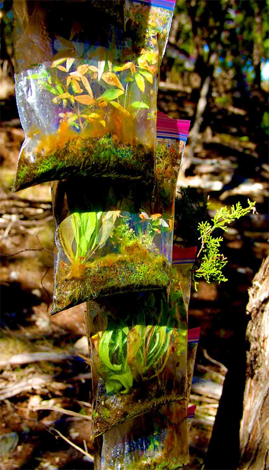 Land Art With Purposes,
The Texas Land Artist Works,
On Photo: www.Reforest.Us
A Way To Reforest The World,
Fast Free And Fun... By Dapacu