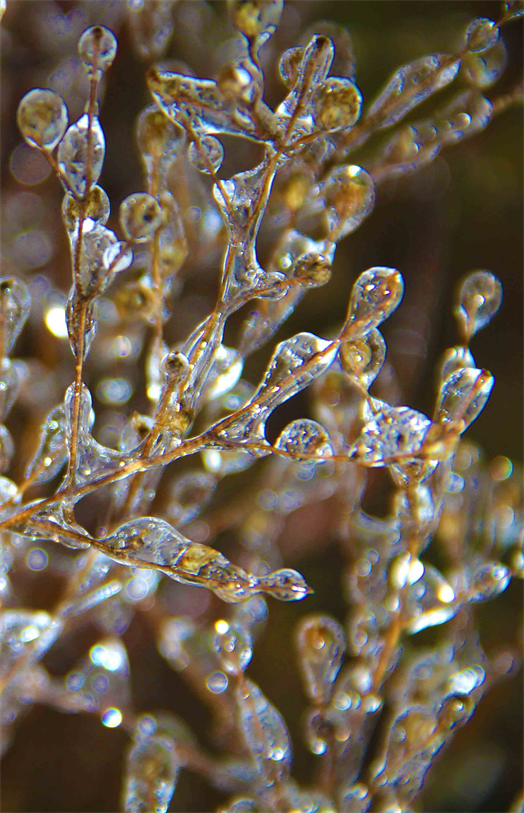 The Ice Exhibition,
Austin Texas Art Museum.
Art Photographer: Dapacu.